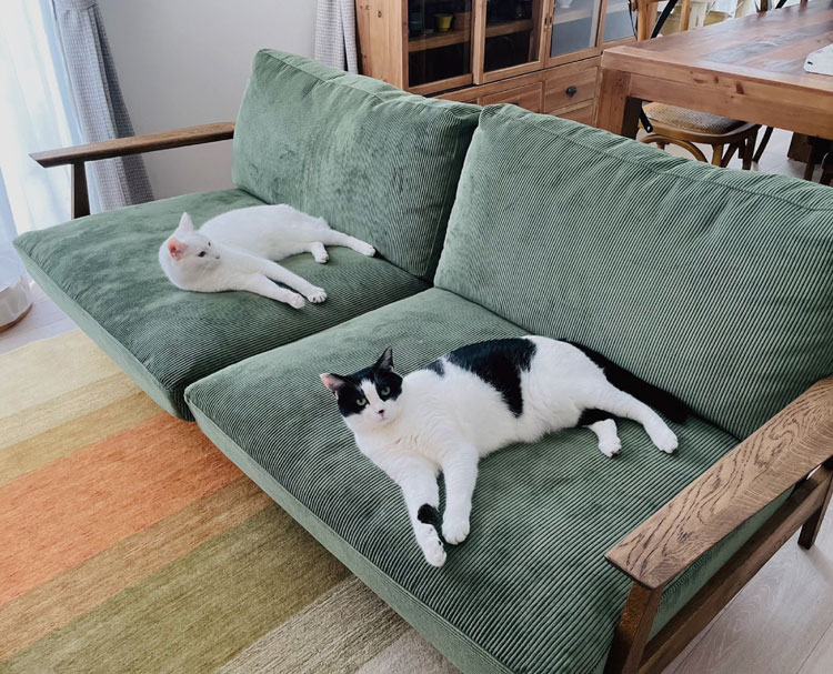 オーカーソファの写真