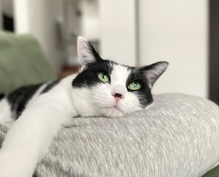 オーカーソファの写真