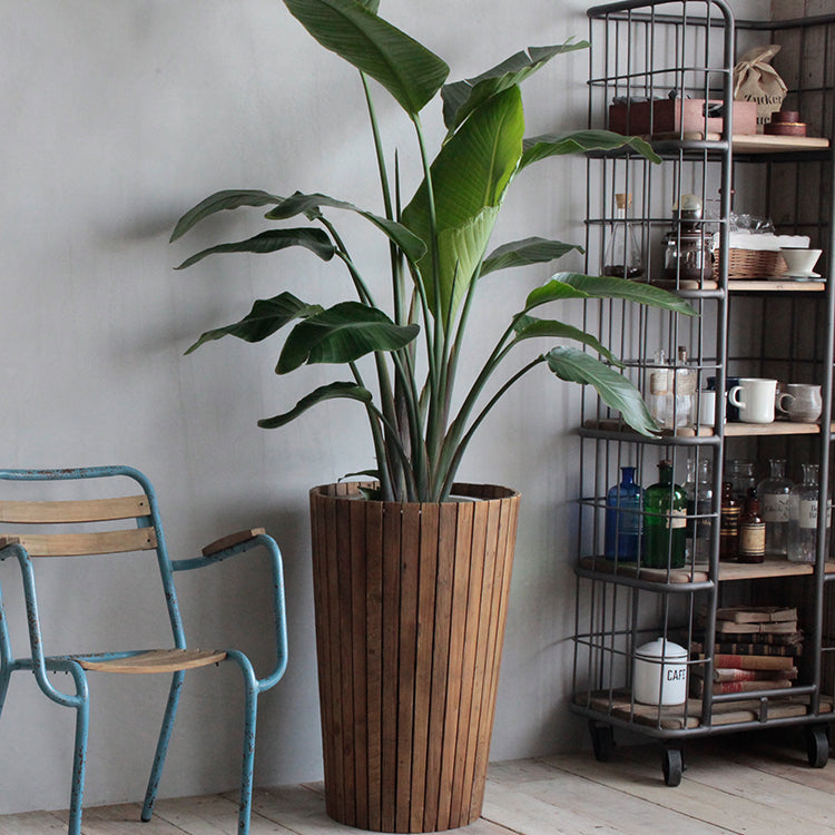 サン プランター[tok]